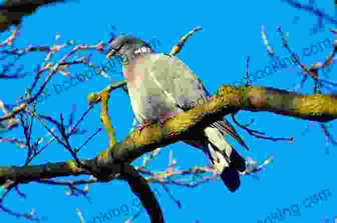A Baby Pigeon Sitting On A Branch, Looking Lost And Alone. Have You Seen Baby Pigeon (Sophia S Stories)