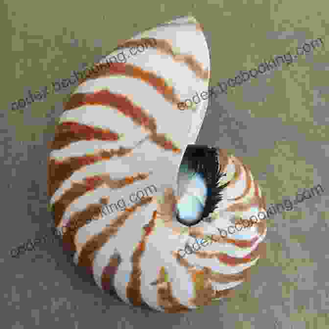 A Beautiful Nautilus Shell Conchophilia: Shells Art And Curiosity In Early Modern Europe