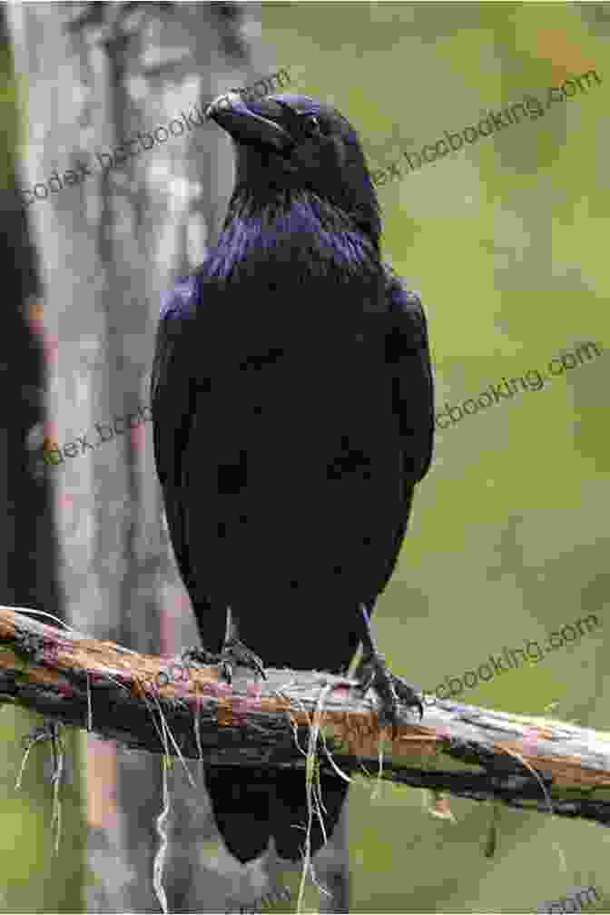 A Black Raven Perched On A Branch Les Corbeaux Sont Les Gitans Du Ciel