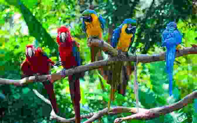 A Colorful Macaw Parrot Perched On A Branch In A Tropical Rainforest ALLIGATORS: Fun Facts And Amazing Photos Of Animals In Nature (Amazing Animal Kingdom 14)