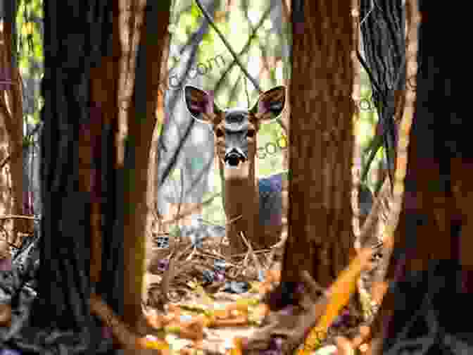 A Curious Deer Peeking Out From Behind A Tree Along A Hiking Trail Seacoast Hikes And Nature Walks: Volume 1