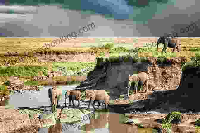 A Family Of Elephants Crossing A River In The African Wilderness, Symbolizing The Enduring Bonds And Strength Found Within The Animal Kingdom. CROCODILES: Fun Facts And Amazing Photos Of Animals In Nature (Amazing Animal Kingdom 13)