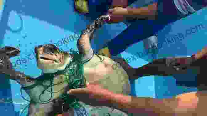 A Fisherman Holds A Rescued Turtle In His Hands, Smiling. The Fisherman And The Turtle