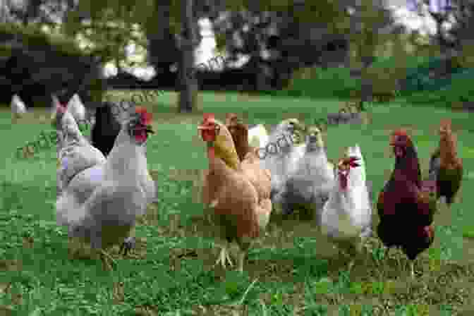 A Flock Of Chickens In A Backyard Raising Chickens Goats Backyard Beekeeping For Beginners: 3 In 1 Compilation Step By Step Guide To Raising Happy Backyard Chickens Goats Your First As 30 Days (Self Sufficient Survival)
