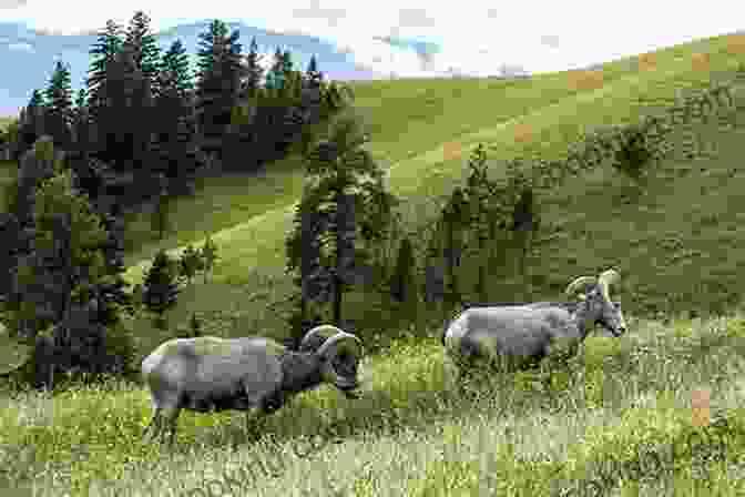 A Group Of Majestic Bighorn Sheep Grazing In An Alpine Meadow, Offering A Glimpse Of Their Rugged Beauty. 101 Travel Bits: Glacier National Park