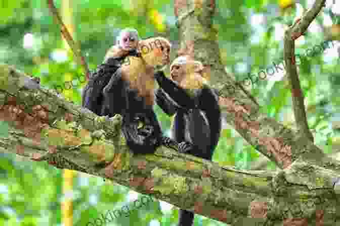 A Group Of Monkeys In A Tree In Costa Rica. COSTA RICA The Emerald Of Central America: Escape The Rat Race And Live Life As An Expat (Expat Fever Quickreads 1)