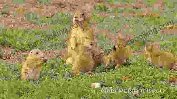 A Group Of Playful Prairie Dogs Interacting In A Meadow, Providing A Delightful Wildlife Encounter. 101 Travel Bits: Glacier National Park