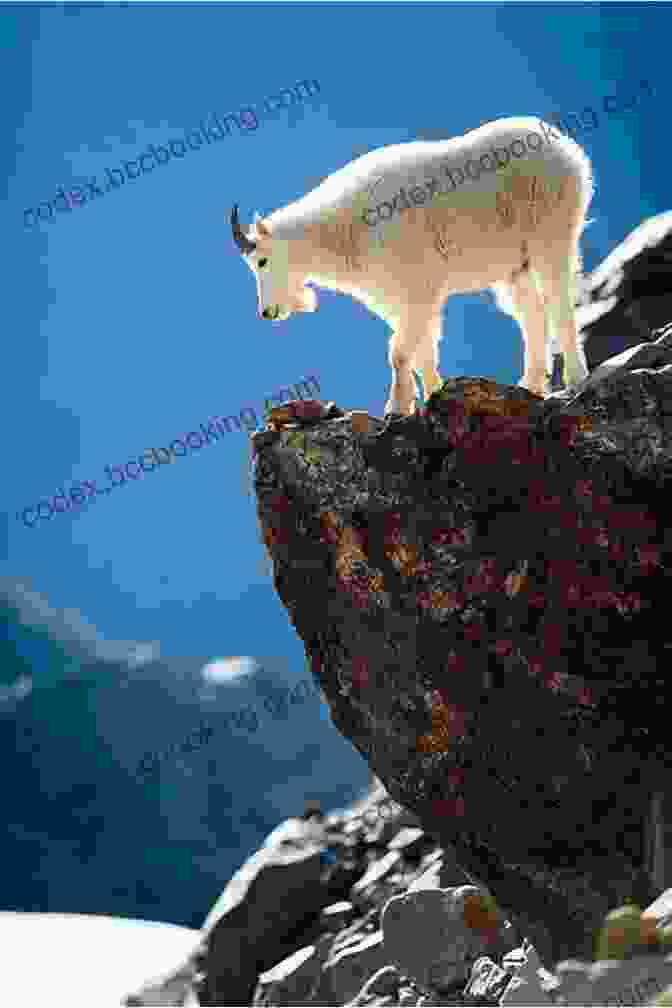 A Herd Of Mountain Goats Gracefully Navigating A Rocky Slope, Showcasing Their Incredible Agility And Adaptation. 101 Travel Bits: Glacier National Park