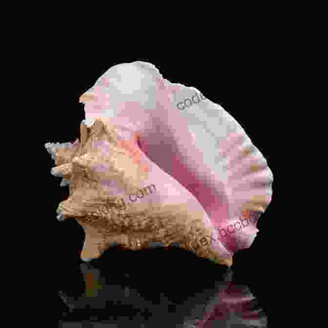 A Large And Impressive Conch Shell Conchophilia: Shells Art And Curiosity In Early Modern Europe