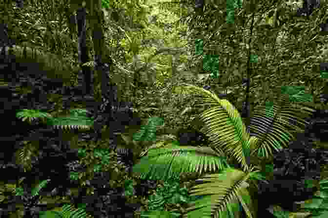 A Lush Rainforest In Costa Rica, With Tall Trees And Dense Vegetation. COSTA RICA The Emerald Of Central America: Escape The Rat Race And Live Life As An Expat (Expat Fever Quickreads 1)