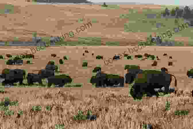 A Majestic Buffalo Herd Roaming Freely On The Vast Wyoming Prairie Where The Buffaloes Begin Olaf Baker