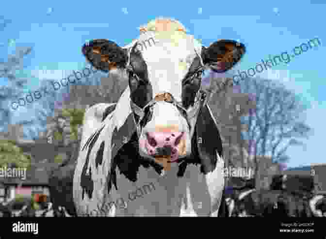 A Photo Of Mr Bovine, A Black And White Cow With A Friendly Expression. Mr Bovine Keisha Brooks
