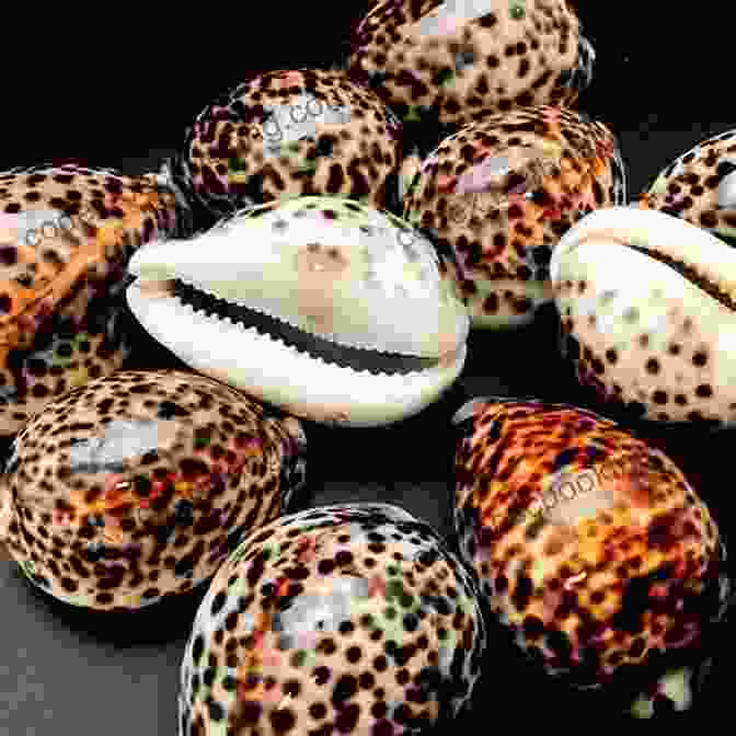 A Rare And Valuable Cowrie Shell Conchophilia: Shells Art And Curiosity In Early Modern Europe