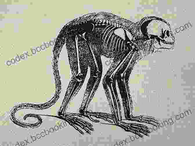 A Skeletal Silhouette Of A Monkey, A Symbol Of The Fragility Of Life And The Ever Present Shadow Of Death. The Perfect Couple: That Monkey Is Dead