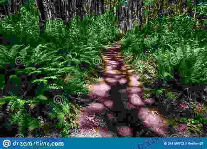 A Sun Dappled Forest Trail Leading Through A Vibrant Canopy Of Trees Seacoast Hikes And Nature Walks: Volume 1