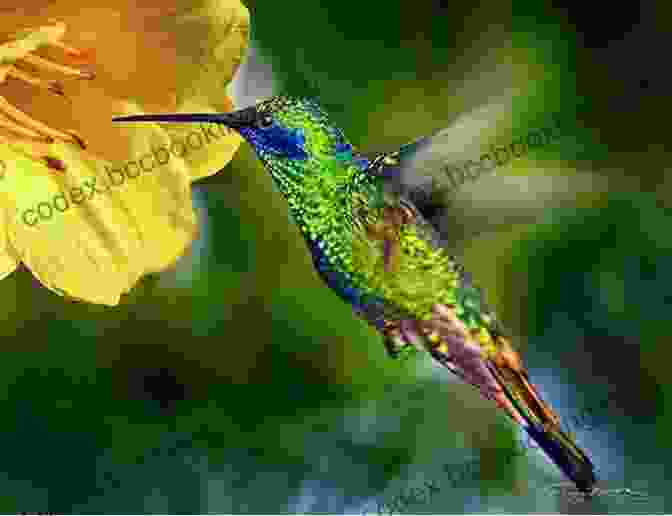 A Tiny Hummingbird Hovering Near A Flower Legends Of The Sky Liz Flanagan
