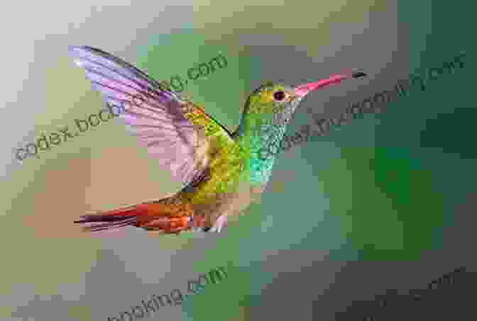 A Tiny Hummingbird Hovering Near A Vibrant Flower, Its Iridescent Feathers Shimmering FROGS: Fun Facts And Amazing Photos Of Animals In Nature (Amazing Animal Kingdom 18)