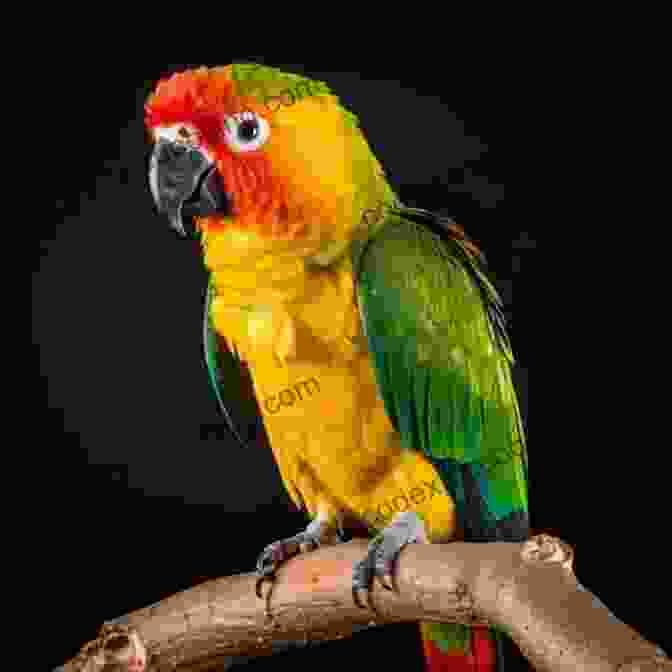 A Vibrant Parrot Perched On A Branch Legends Of The Sky Liz Flanagan