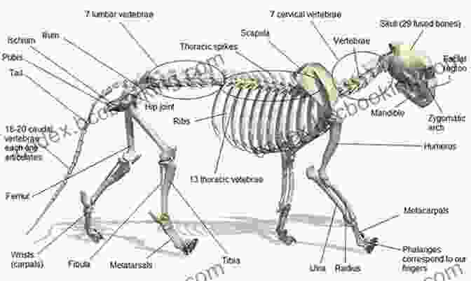 Anatomical Diagram Of A Tiger Skeleton Learn How To Airbrush Animals For The Beginner