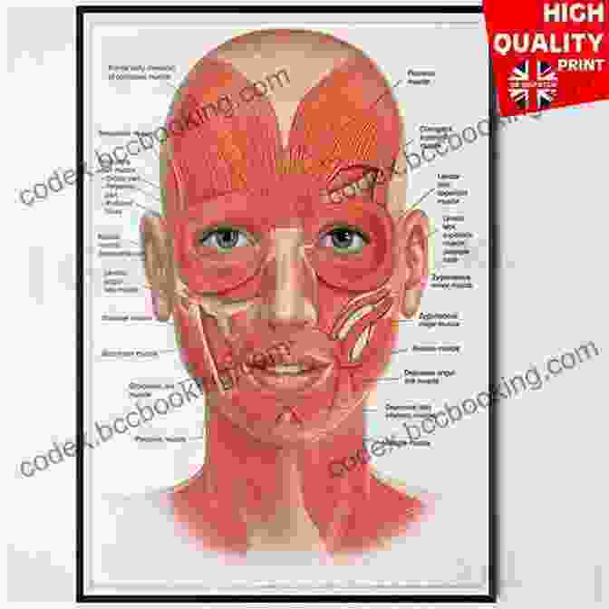 Anatomy Of The Face Drawing Faces: Learn How To Draw Facial Expressions Detailed Features And Lifelike Portraits (How To Draw Books)