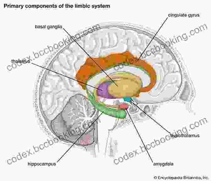 Diagram Of The Brain's Limbic System, Involved In Emotion And Memory Defining Autism: A Guide To Brain Biology And Behavior