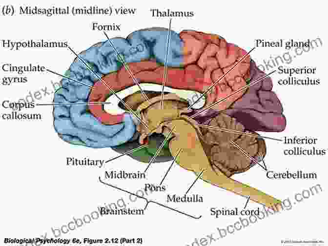 Diagram Of The Human Brain's Anatomy Defining Autism: A Guide To Brain Biology And Behavior