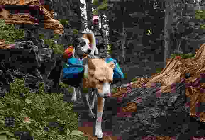 Dog And Hiker On A Colorado Trail Best Dog Hikes Colorado Emma Walker