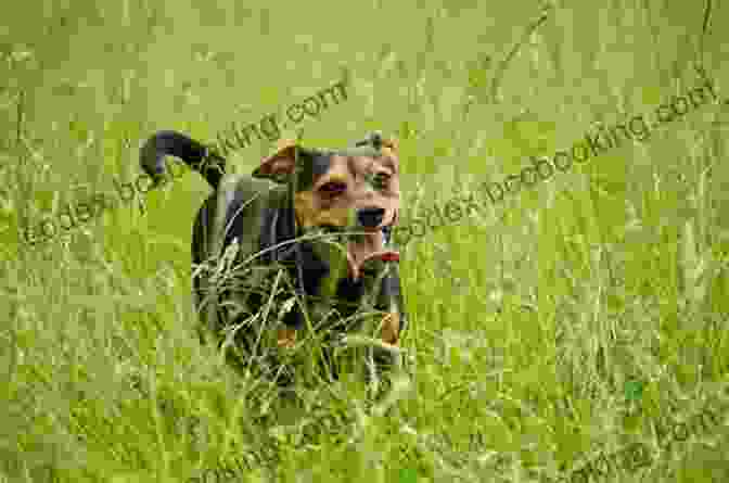 Dog Running Through A Meadow On A Colorado Trail Best Dog Hikes Colorado Emma Walker