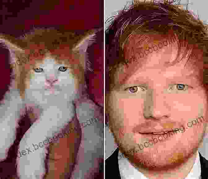 Ed Sheeran With Cat 101 Amazing Facts About Ed Sheeran