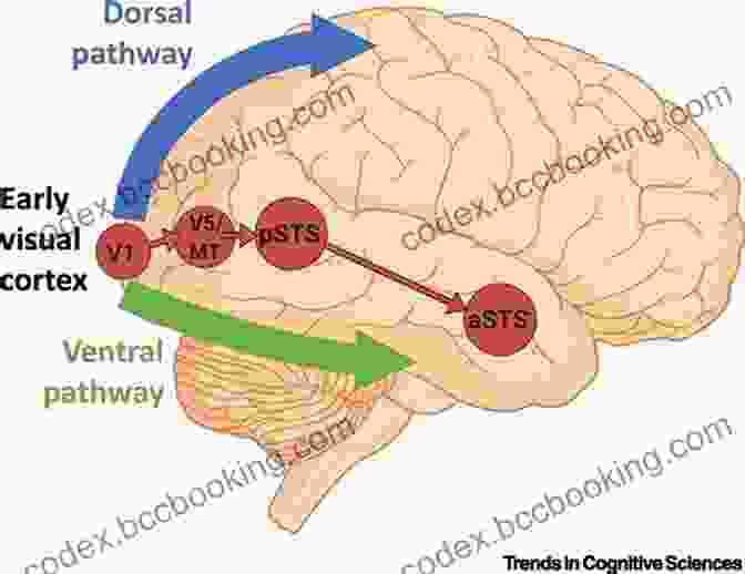 Illustration Of Sensory Pathways Leading To The Brain Defining Autism: A Guide To Brain Biology And Behavior
