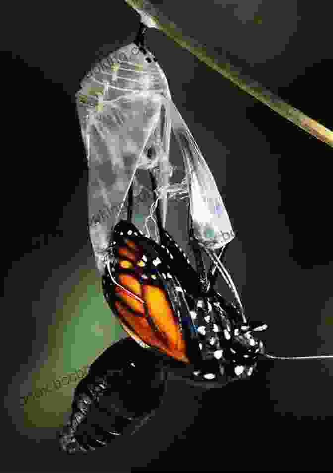Image Of A Butterfly Emerging From A Chrysalis, Symbolizing Transformation Shadow Boxing: The Dynamic 2 5 14 Strategy To Defeat The Darkness Within
