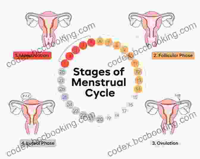 Image Of A Woman's Fertility Cycle, Showing The Different Phases And The Optimal Time For Conception Emma Cannon S Total Fertility: How To Understand Optimize And Preserve Your Fertility