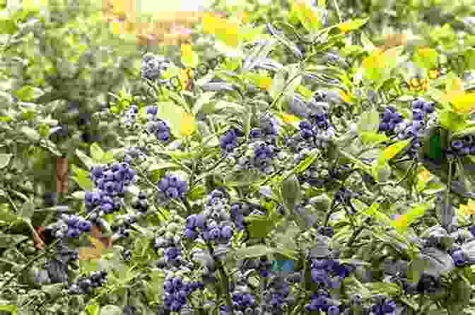 Lush Blueberry Bushes Laden With Plump, Ripe Berries In A Home Garden. Blueberries Growing Guide Elliott Avant