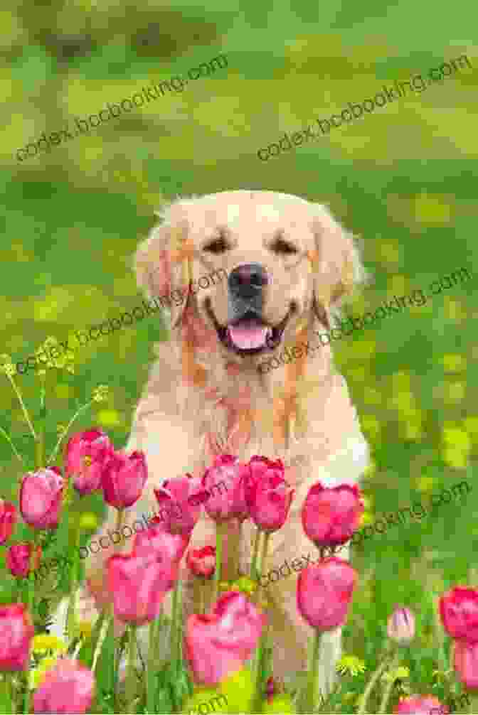 Maximus, A Golden Retriever, Sitting In A Field Of Flowers Maximus Our WONDER Dog: A Mini Schauzer Puppy With A BIG Personality He Is A WONDER Dog Schauzer Power