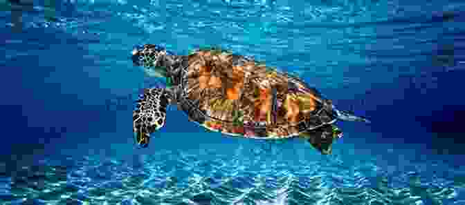 Sea Turtle Swimming Gracefully Through The Ocean Depths The Incredible Life Of The Sea Turtle: Fun Animal Ebooks For Adults Kids 7 And Up With Incredible Photos (Exploring Our Incredible World Series)