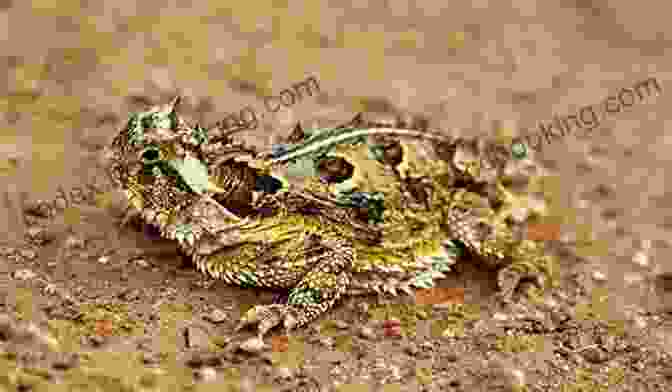 Texas Horned Lizard Changing Color Texas Horned Lizards (Unique Animal Adaptations)