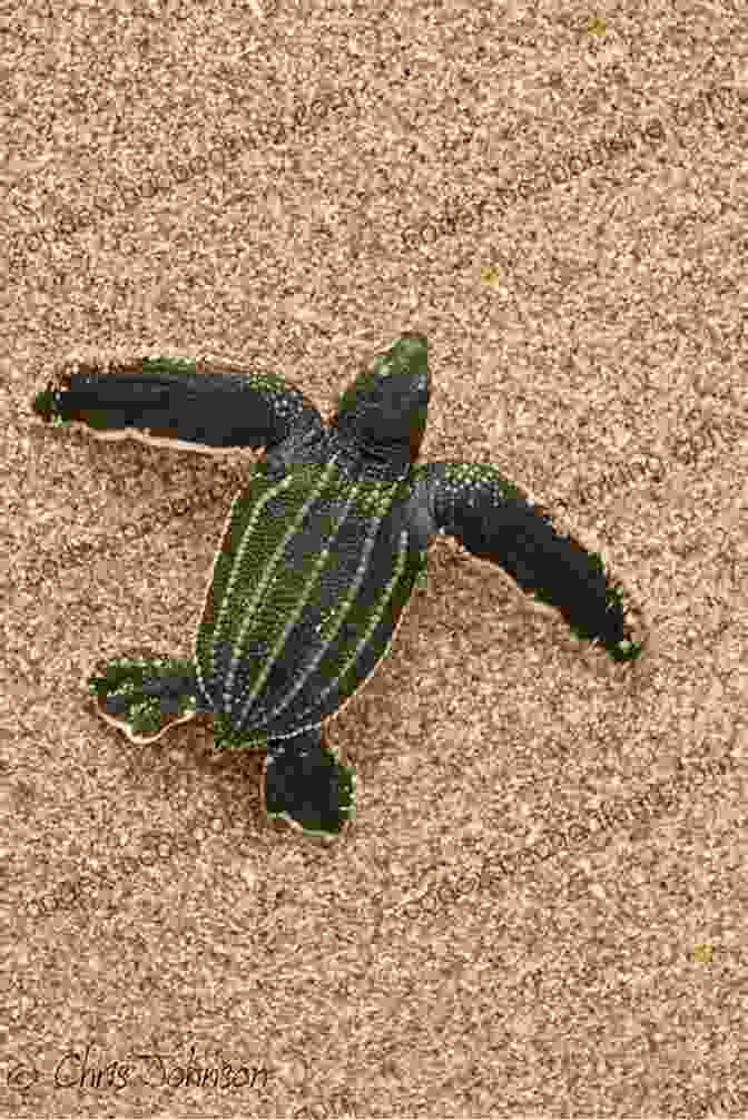 Tiny Sea Turtle Hatchlings Scurrying Towards The Ocean The Incredible Life Of The Sea Turtle: Fun Animal Ebooks For Adults Kids 7 And Up With Incredible Photos (Exploring Our Incredible World Series)