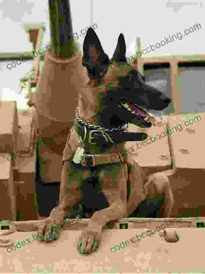 Trevor Jones, A Decorated Major Soldier Dog And Canine Hero Major: A Soldier Dog Trevor Jones
