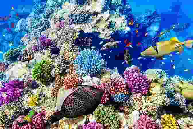 Vibrant Coral Reefs Of The Great Barrier Reef Australian Pictures Drawn With Pen And Pencil